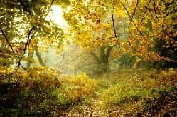 OAK AND BEECH WOODLAND. AUTUMN. WEST MIDLAND OAK AND BEECH WOODLAND. AUTUMN. WEST MIDLAND